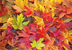 leaves